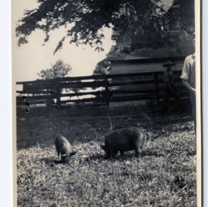 Mecklenburg County Pig Club boy and his pigs, circa 1913-1917