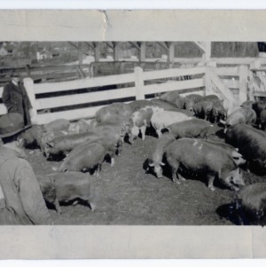Cooperative Hog Shipments, Iredell County, North Carolina :: Photographs