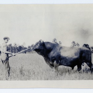 Cow and boy, Monroe, North Carolina :: Photographs