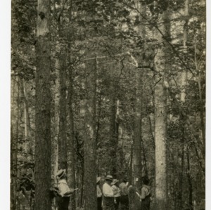 Stand of short-leaf pine on farm of D. T. Johnston, Alexander County, North Carolina :: Photographs