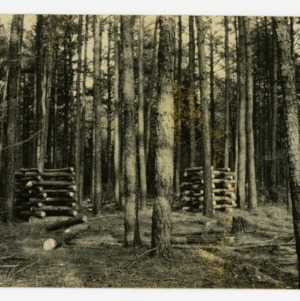 Thinning pines for pulpwood, North Carolina :: Photographs