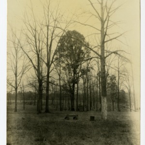 Black Walnut grove, Rowan County, North Carolina :: Photographs