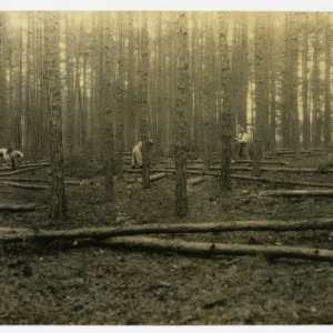 Thinning short-leaf pines, P. A. Gantt Estate, Iredell County, North Carolina :: Photographs