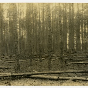 Thinning short-leaf pines, P. A. Gantt Estate, Iredell County, North Carolina :: Photographs