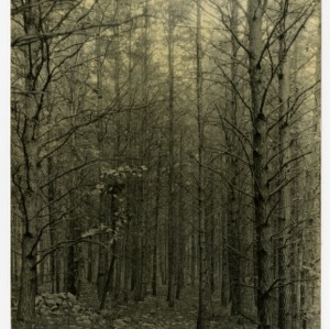 Virginia Pines, Turbyfill farm, Catawba County, North Carolina :: Photographs