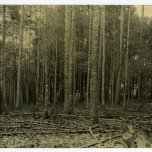 Yellow poplar after thinning, G. A. Arndt, Catawba County, North Carolina :: Photographs