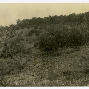 Virginia Pine, Caldwell County, North Carolina :: Photographs