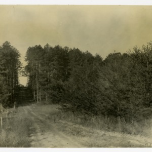Virginia and short-leaf pines, Alexander County, North Carolina :: Photographs
