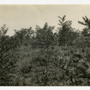 Black locust plantation of Walter Morrison, Statesville, Iredell County, North Carolina :: Photographs