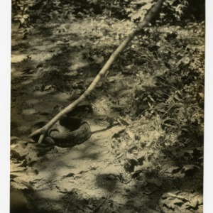 Black timber rattlesnake, near Camp Mondamin, Tuxedo, North Carolina :: Photographs