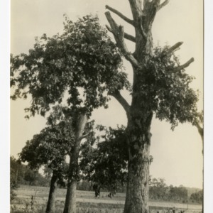 Dehorned, or topped trees