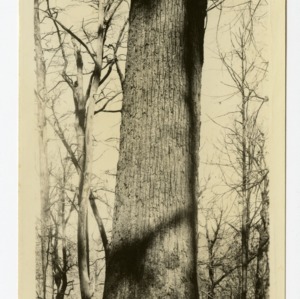 Yellow poplar, Sugar Cove, Clay County, North Carolina :: Photographs