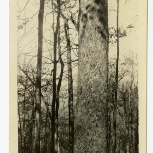 Cucumber (Magnolia accuminate), Sugar Cove, Clay County, North Carolina :: Photographs