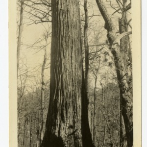 Chesnut tree, Sugar Cove, Clay County, North Carolina :: Photographs