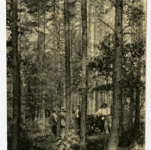 Demo farm forest of J. M. German, Boomer, Wilkes County, North Carolina :: Photographs