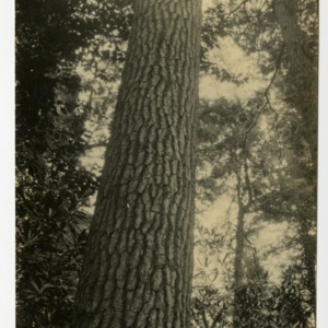 White Pine, Ravenel Primeval Forest, Highlands, Macon County, North Carolina :: Photographs