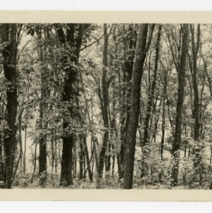 Black Locust forest, Alleghany County, North Carolina :: Photographs