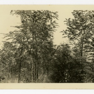 Black Locust, farm of W. E. Morrison, Iredell County, North Carolina :: Photographs