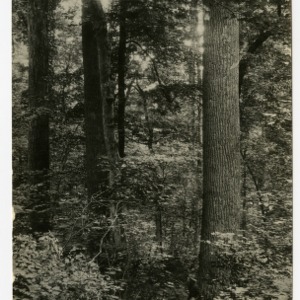 Forest Understory, North Carolina :: Photographs