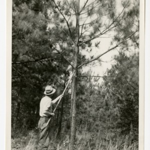 Farmer trimming pine :: Photographs