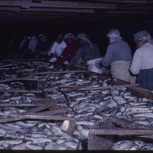 Workers sorting fish, circa March 1983
