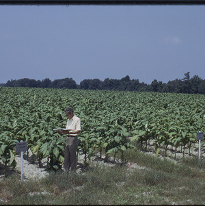 Man in tobacco field, circa August 1973