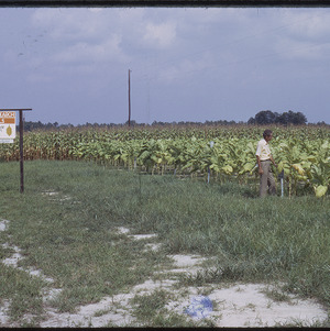 Man in tobacco field, circa August 1973