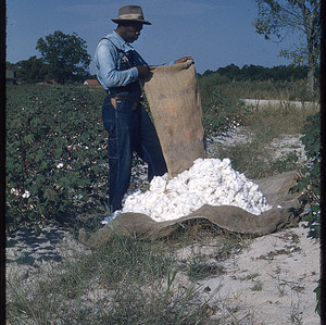 Man with cotton harvest