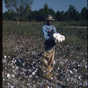 Man picking cotton