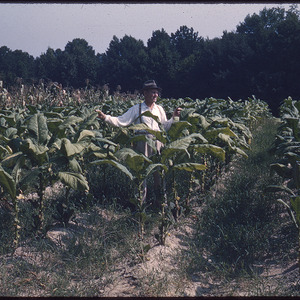 Man in tobacco field