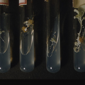 Plants in vials, circa April 1962