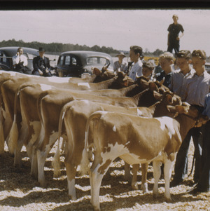 Children posing with calves