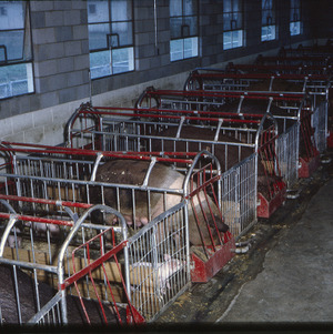 Pigs and piglets in pens, circa September 1962