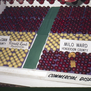Display of apples from Henderson county, circa October 1971