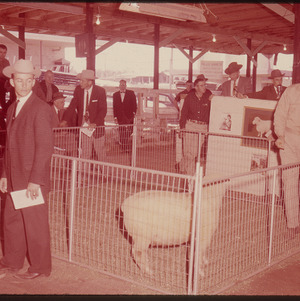 Livestock judging, circa April 1962