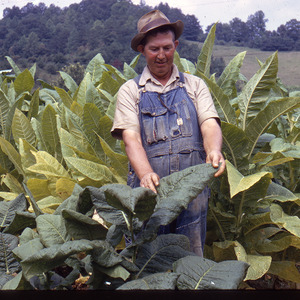 Man in tobacco field, circa August 1970