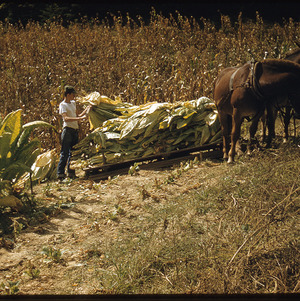 Man loading tobacco onto donkey-pulled pallet, circa October 1959