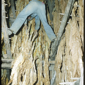 Man in tobacco curing barn, circa October 1959