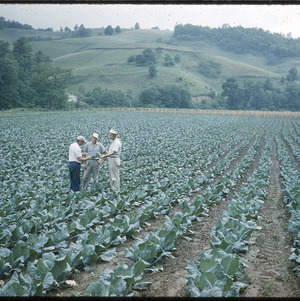 Men in tobacco field, circa July 1961