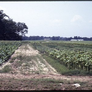Eastman Home Site tobacco field, 1973