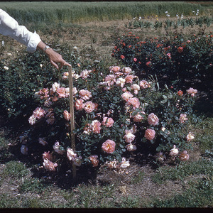 Man measuring rose bushes, undated