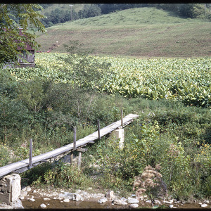 Walkway over creek toward tobacco field, August 1970