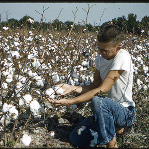 Man in cotton field, undated