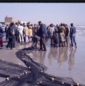 People on beach with fishing nets, circa May 1973