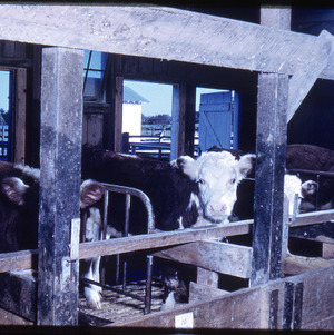 Cows in barn, circa May 1962