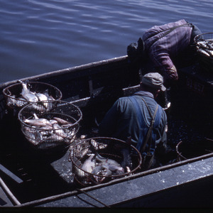 People sorting fish in boat, circa May 1963