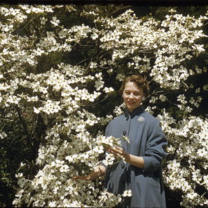 Woman posing with flowering dogwood tree, undated