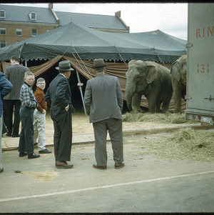People looking at elephants at Ringling Circus, circa March 1959
