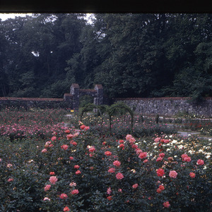 Flowers at Biltmore Estate gardens, circa October 1971