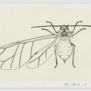 Asparagus Aphid winged adult taxonomic illustration